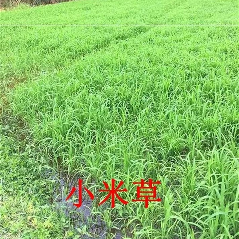 小众高货草鱼草种养鱼鱼吃的养殖四季畜牧鱼塘水草鱼草牧草喂鱼一
