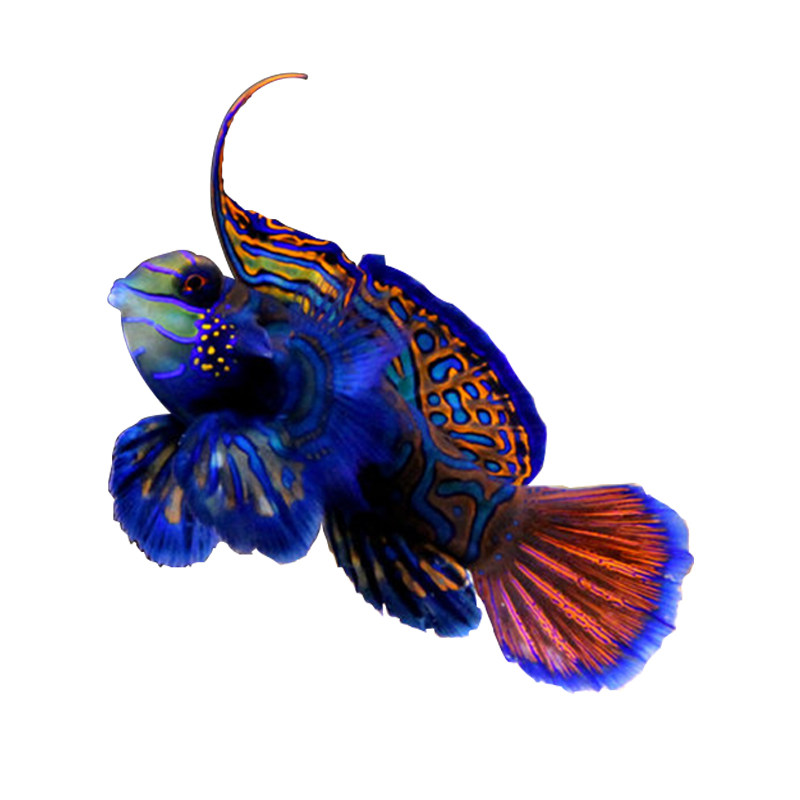 速发五彩青蛙圆点青蛙金翅火麒麟海水珊瑚活体除虫热带鱼海水生物