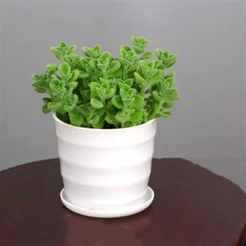 碰碰香水培一抹香盆栽q食品级绿植办公室阳台宿舍室内绿植驱蚊植