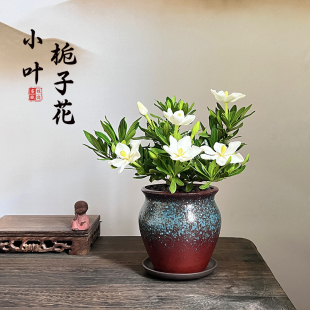 盆栽植物室内好养办公室新中式 小叶栀子花四季 书房盆景开花小绿植