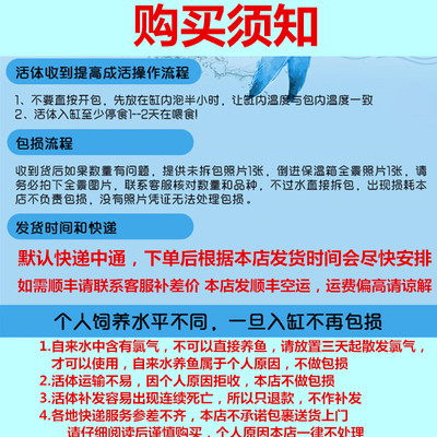 蓝刚果灯鱼小型热带鱼蓝色灯鱼群游鱼七彩闪光蓝线灯科淡水草缸鱼