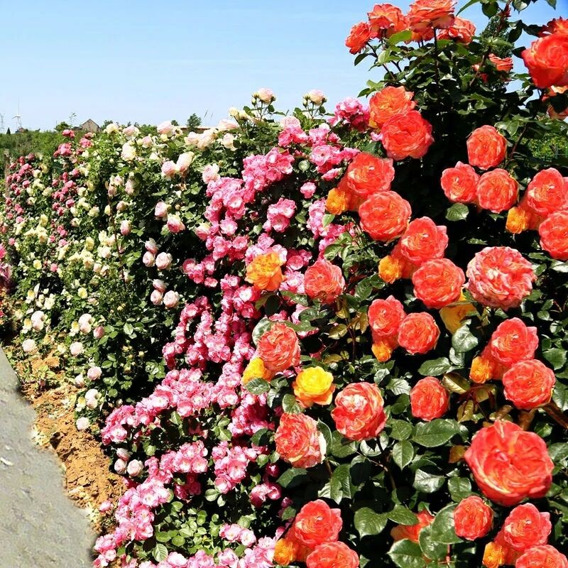藤本月季花e苗浓香四季花期超长多季花卉室外庭院别墅特大爬藤蔷