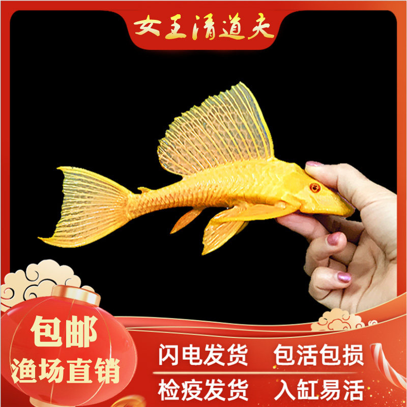 速发清道夫鱼红眼女王大帆鱼缸清洁工除藻工具女皇异型淡水热带观
