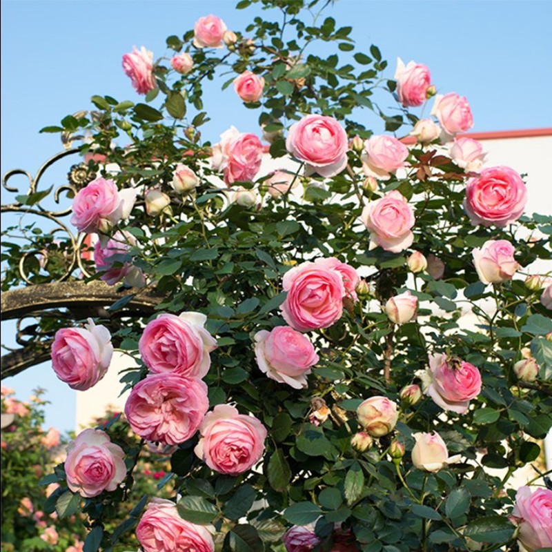 藤本月季之粉色龙沙宝石欧月粉龙花苗中大苗红s龙带花苞爬墙爬藤