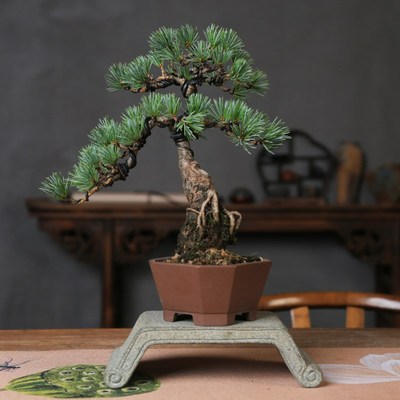 宫岛五针松盆景室内文人老桩盆栽庭院中式盆景五叶松矮霸迎客造型