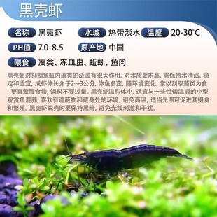 现货速发号黑壳虾水草虾除藻虾螺黑壳虾观赏清洁虾迷你工具虾淡水