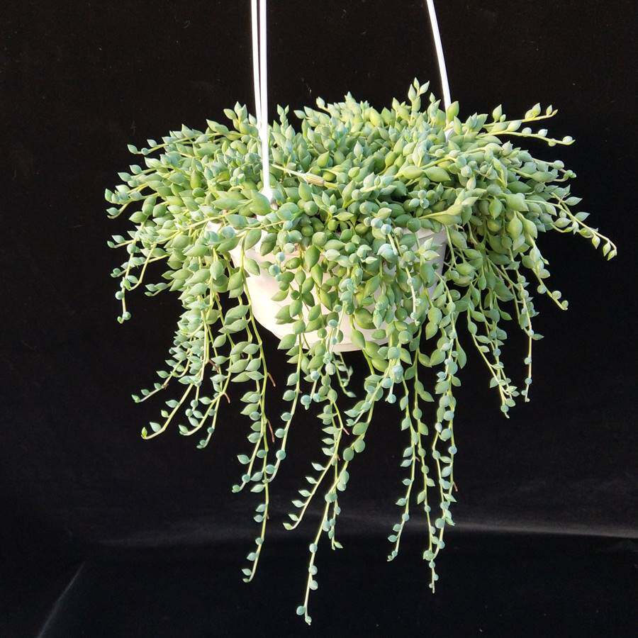 佛珠吊兰 特价包邮带盆发货 悬挂垂吊多肉植物 室内阳台趣味美观