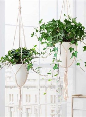 Ivy potted plant indoor purification air hanin orchid