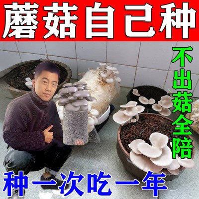 喷水就出菇】自种蘑菇菌包可食用家庭种植新鲜四季高产灰平菇菌种