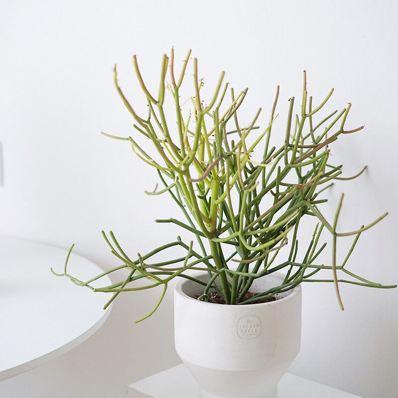 植物私生活 | 膨珊瑚光棍树红珊瑚 沙漠植r物北欧风绿植盆栽