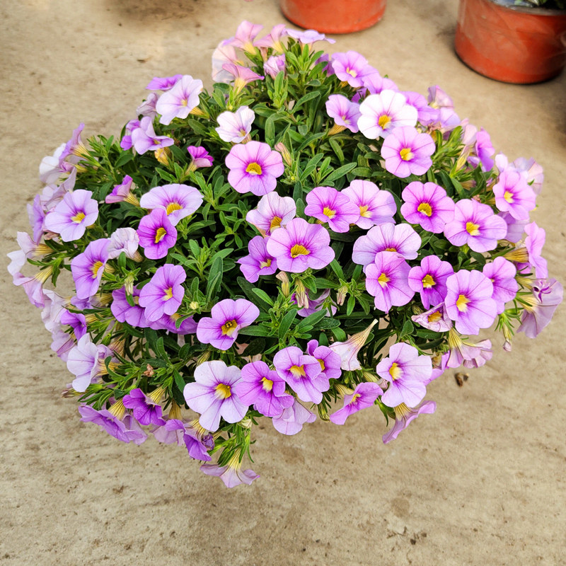 吊盆花卉百万小玲悬挂式绿植挂墙真花吊篮花植物挂篮适合阳台种的