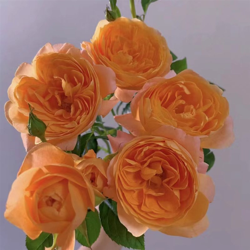 【果汁阳台】一加仑盆月季花苗灌木爆花机器四季开放抗病阳台庭院