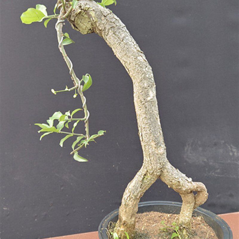 鬼箭羽卫矛盆景老桩净q化空气植物室内办公桌阳台造型绿植盆栽