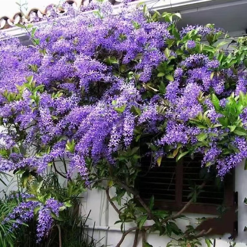 大叶蓝花藤许愿树盆栽耐热耐晒四季勤花阳台花园庭院攀援花卉