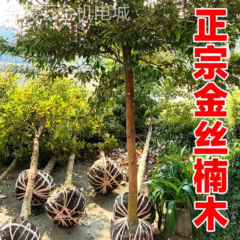 新款正宗名贵四川金丝楠木树苗小叶南木兰木南方种植大树盆栽庭院