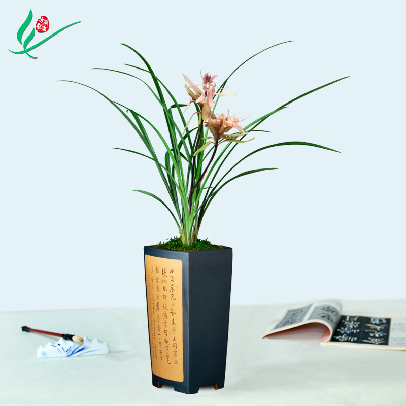 兰花春剑春暖花开浓香花卉盆景栽土绿植兰带草植物花苞名贵苗四川