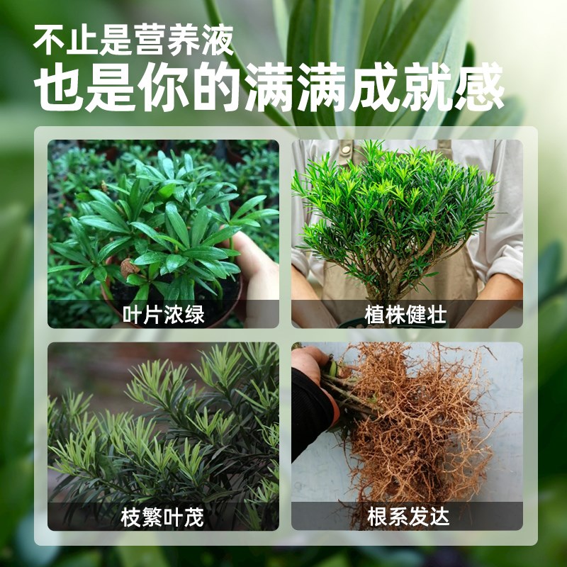 罗汉松植物营养液雀舌泰山松四季C大阪松树肥料盆景盆栽通用液体