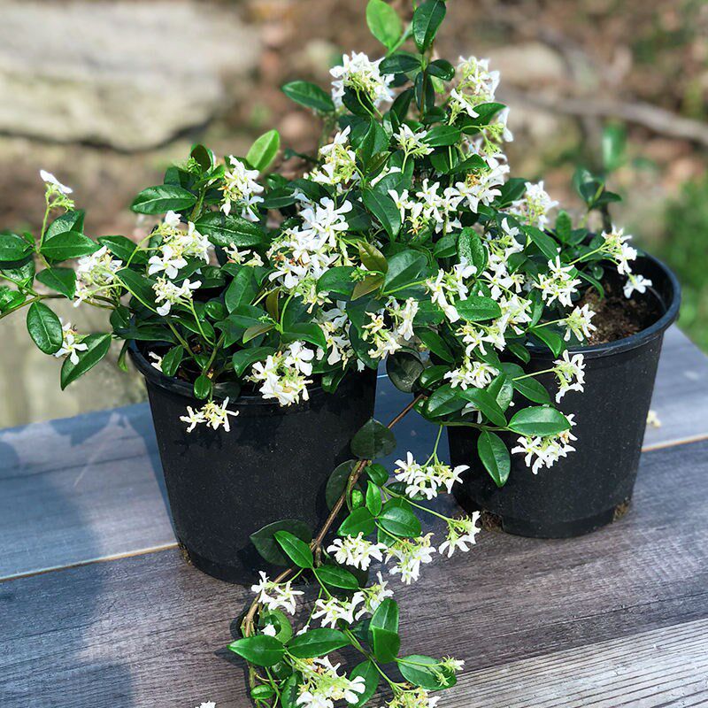 风车茉莉爬藤植物大苗浓香型络石藤苗室内外阳台庭院花卉绿植盆栽