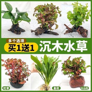鱼池水生植物草缸沉水草植物真草木造景有茎草大叶水榕森树林莫斯