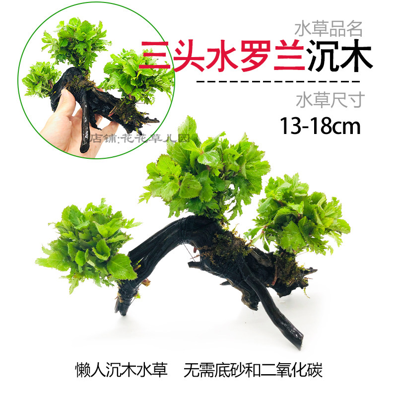 鱼缸懒人沉木水榕造景装饰活体植物水族箱真水草套餐淡水增氧水草