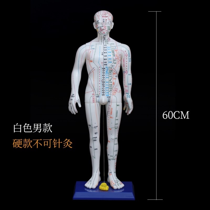 按摩定位假人大号穴位图穴位模型用E的超清晰数字初学背部小皮人