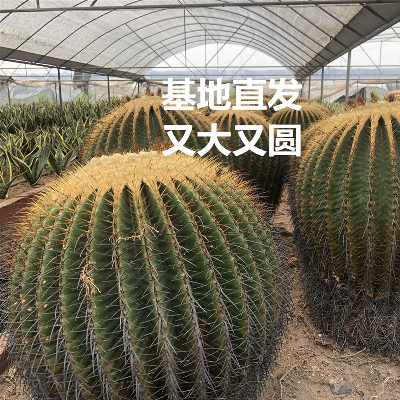 大金琥金虎仙人球盆栽办公室内桌面多肉植物味景仙人掌类室内绿植