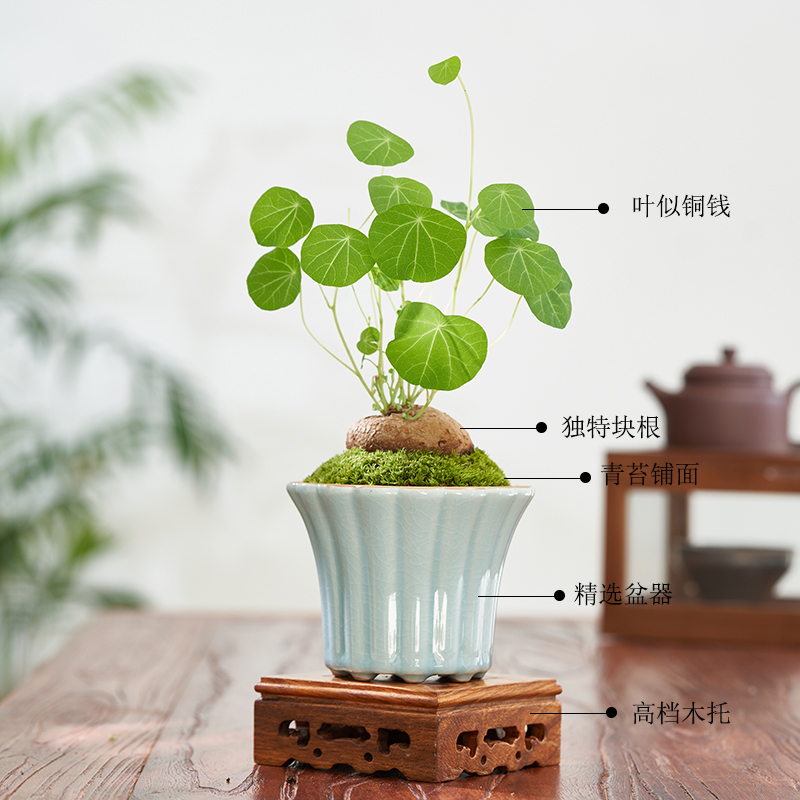 山乌龟植物室内绿植花卉办公室桌面盆H栽懒人好养金不换爬藤小盆