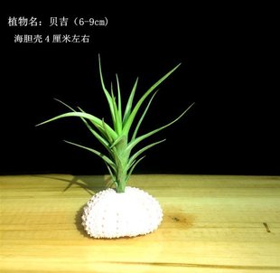 包邮 新品 空气凤梨无土植办公桌绿植老人须小章鱼棉花糖海胆壳套餐