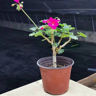 老桩天竺葵盆栽直立单瓣花苗大花四季开花不断室内阳台好养的花卉