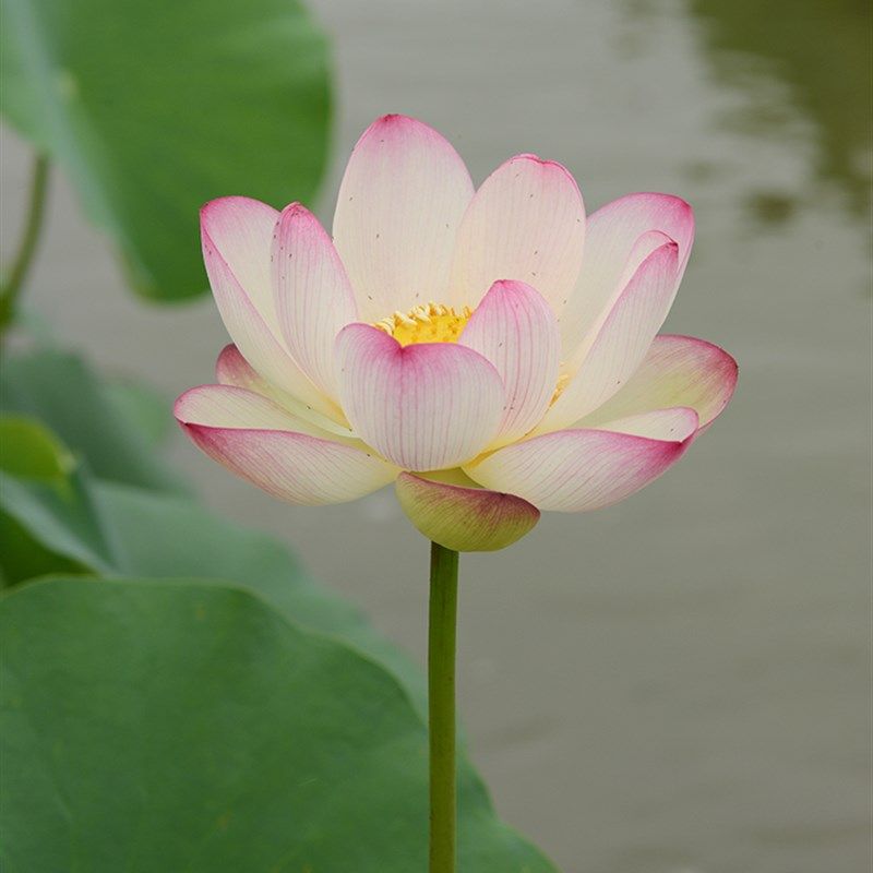 碗莲乌托邦-彩云翔 中大型 盆栽水生花卉观赏荷花种藕cqu10211