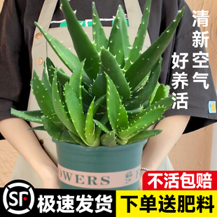 芦荟盆栽植物室内外好养活清新空气四季 常青美容养颜多肉花卉绿植