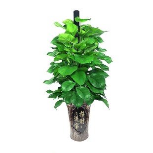 大叶绿萝盆栽树绿植室内客厅吸甲醛大颗型植物办公室净化空气绿箩