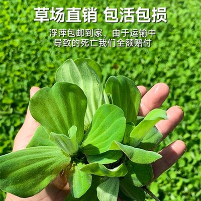 浮萍水草植物鱼缸一叶莲水葫芦和鱼共养H水培植物水芙蓉圆心萍水