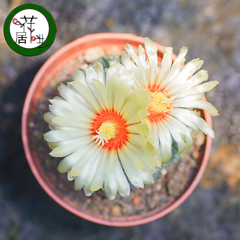 推荐四大名球花园超星兜新款开花仙人球办公室防辐射多肉植物吸甲