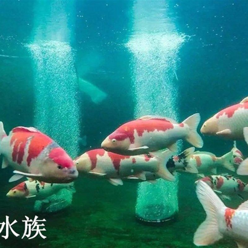 气柱气泡石曝气盘 气泡条砂头散气条 圆柱橡橡胶气石曝气圈