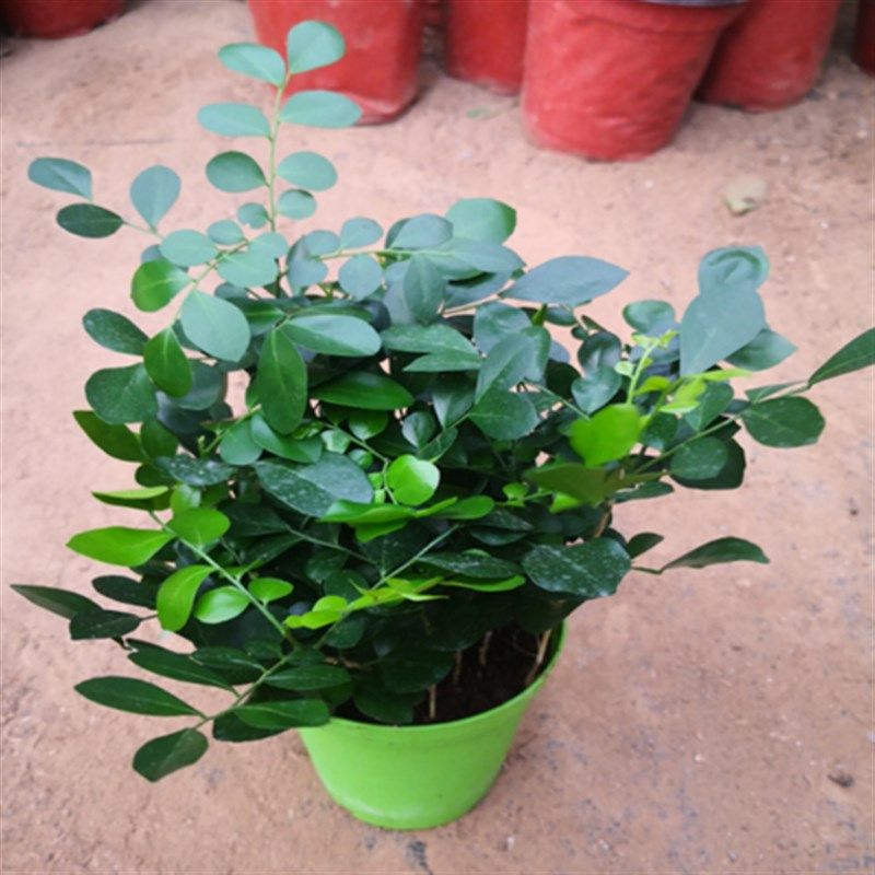 香兰叶盆栽苗斑斓叶天然芳香味食用香料花卉糯米香味室内观叶植物