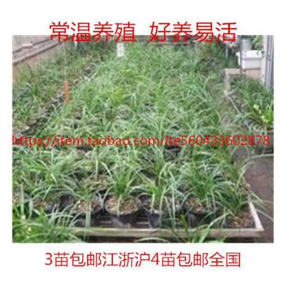 推荐带花苞兰花 蕙兰老八品程梅 端梅 关顶 郑孝荷开花浓香绿植办