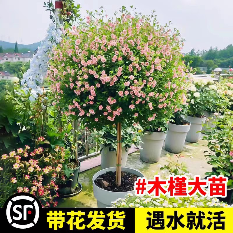 小木槿棒棒糖花苗蓝雪花四季好养花卉盆栽室内阳台庭院带花发货