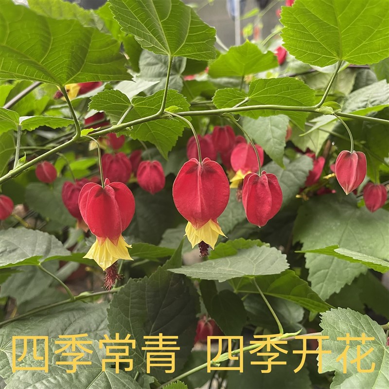 速发藤本植物灯笼花盆栽蔓性风铃花四季开花爬藤室外庭院好养易活 鲜花速递/花卉仿真/绿植园艺 时令草本花卉 原图主图