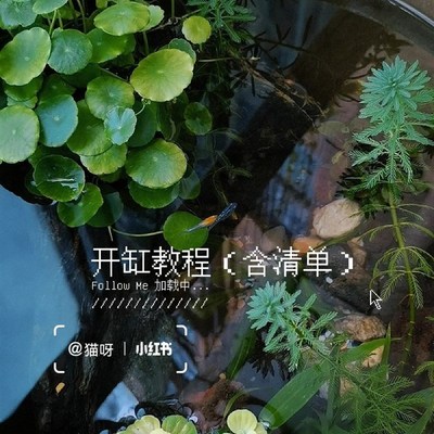 古法缸造景水缸造景古法养鱼水草植物套餐新手增氧绿植