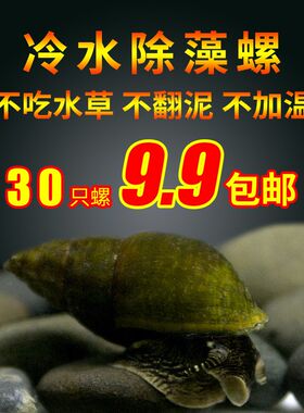 观赏螺冷水淡水原生山坑螺除绿藻螺蛳除褐藻清洁工具螺吃鱼便垃圾
