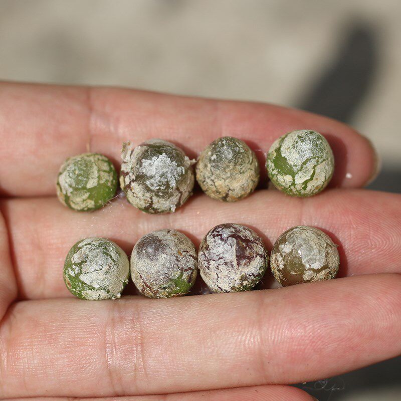 灯泡 肉锥 红绿色 5年s大母本 一物一拍所见所得多肉植物生石花