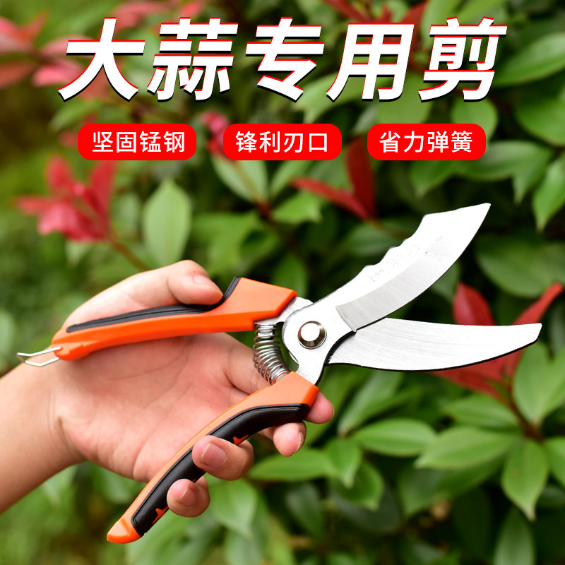 新品剪蒜头神器大蒜专用剪刀火龙果花G椒剪采摘辣椒黄瓜水果蔬菜