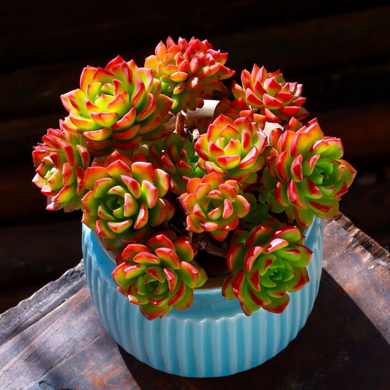 新品网红绿焰多肉植物室s内盆栽组合大颗好养老桩阳台精品名贵花