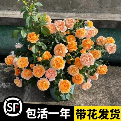 果汁阳台月季花苗灌木月季大花带花苞四季开花阳台庭院玫瑰花盆栽