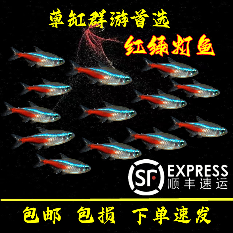 速发红绿灯宝莲灯小型灯科鱼集锦热带鱼活体淡水鱼草缸群游型观赏