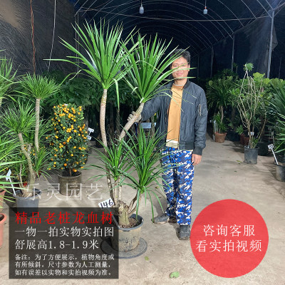 龙血树龙须木太空铁龙铁树老桩造型独杆单头粗壮耐阴好养长叶绿植