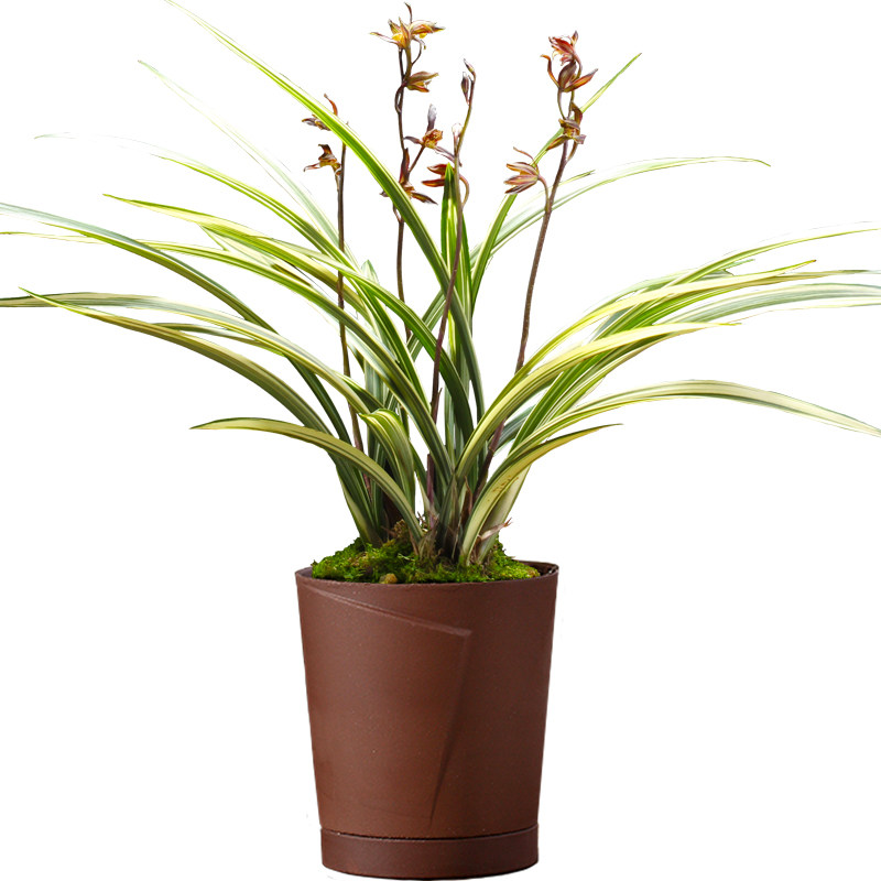 五星级 金边墨兰兰花盆栽兰草名贵浓香花苞室内好养花卉绿植盆栽