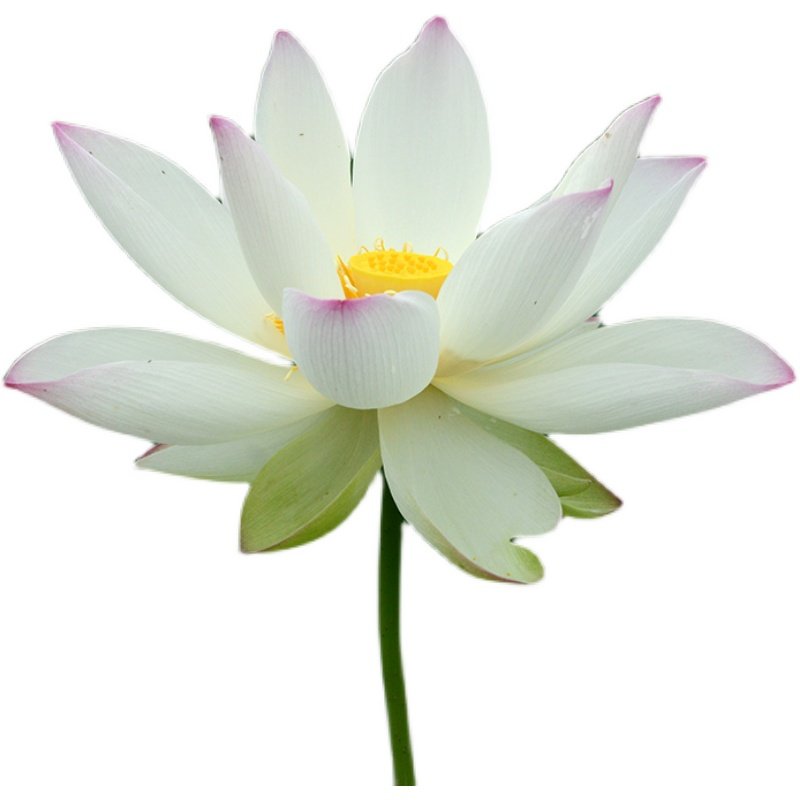 【逸仙莲】碗莲乌托邦-中大巨型盆栽池栽水生l花卉观赏荷花种藕cq