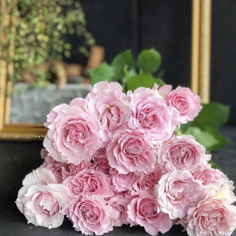 直销新品河本月季新婚/新娘/扦插中苗 (灌木 强香)y耐热抗病阳台